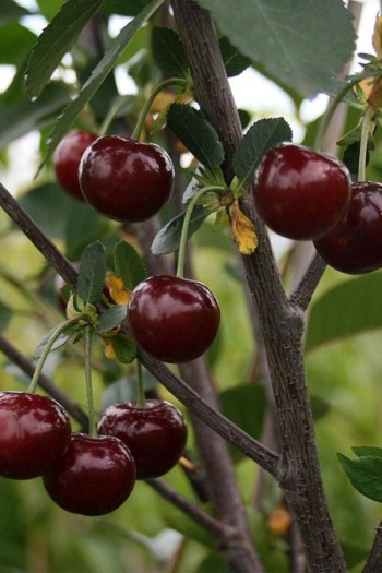 Вишня ‘великоплідна’|Prunus cerasus ‘Velykoplidna’|Вишня ‘крупноплодная’